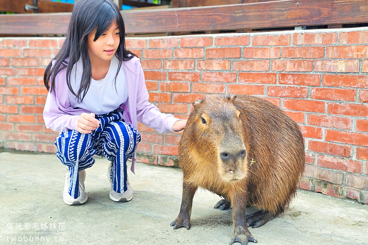 樹林親子餐廳【紅磚園邸】萌萌水豚、狐獴、白袋鼠陪用餐的超人氣老宅咖啡廳 @兔兒毛毛姊妹花