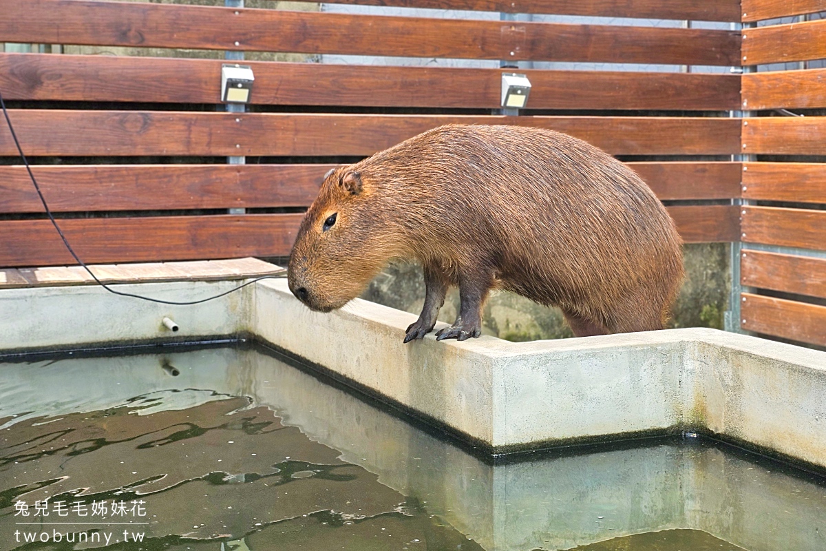 紅磚園邸｜樹林親子餐廳～萌萌水豚、狐獴、白袋鼠陪用餐的超人氣老宅咖啡廳 @兔兒毛毛姊妹花