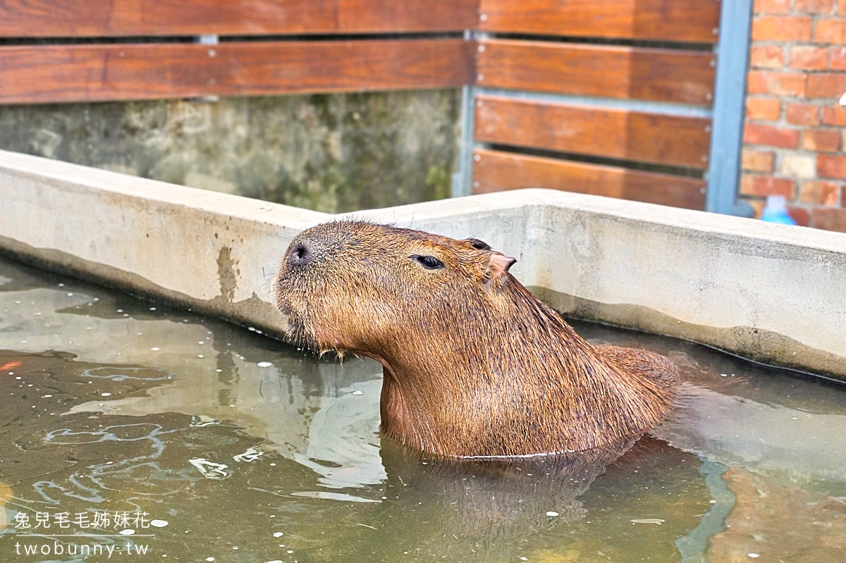 樹林親子餐廳【紅磚園邸】萌萌水豚、狐獴、白袋鼠陪用餐的超人氣老宅咖啡廳 @兔兒毛毛姊妹花