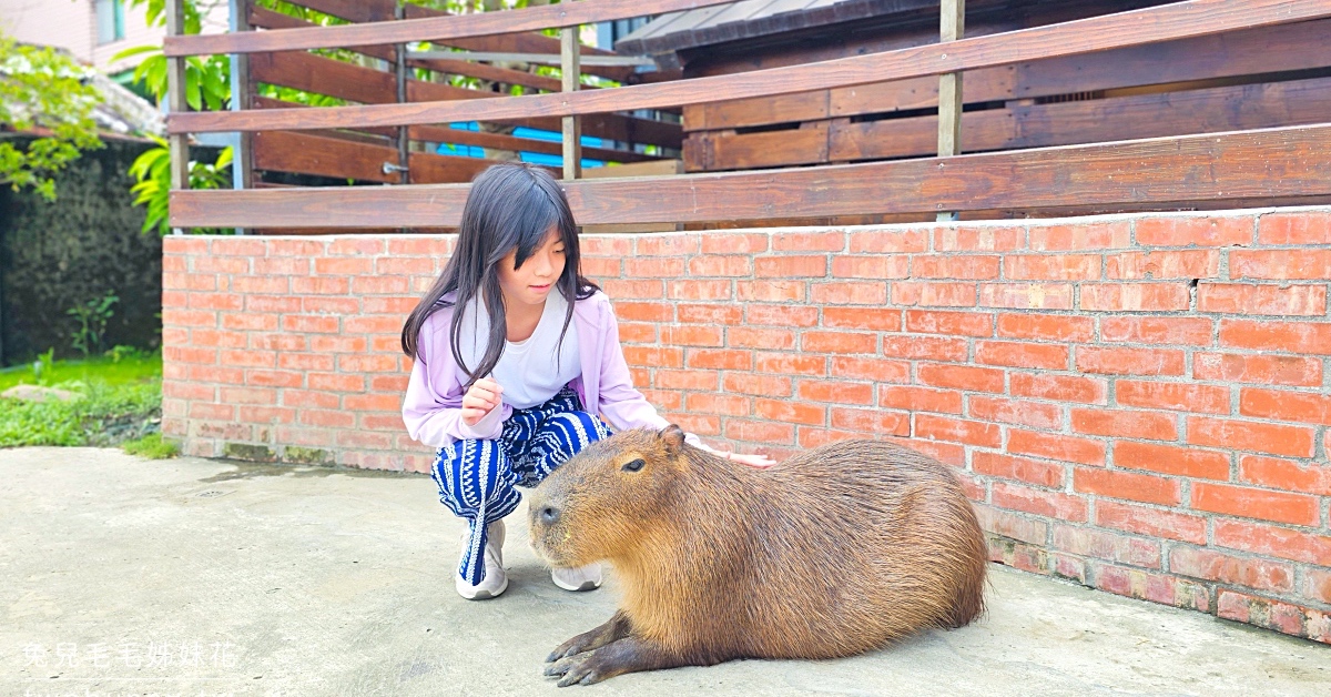 樹林親子餐廳【紅磚園邸】萌萌水豚、狐獴、白袋鼠陪用餐的超人氣老宅咖啡廳 @兔兒毛毛姊妹花