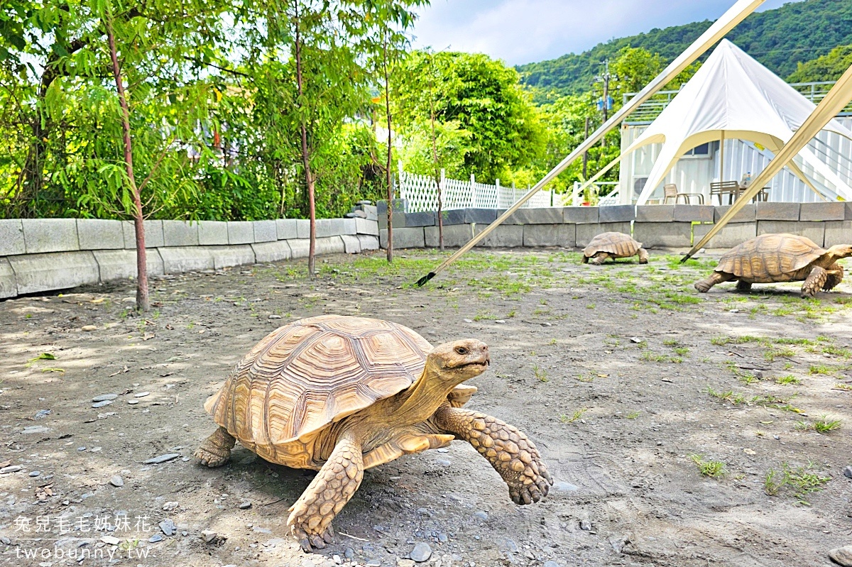 宜蘭冬山景點【慢吞吞農場】全新開幕動物農場!! 象龜、浣熊、柯爾鴨、垂耳兔都可以餵食 @兔兒毛毛姊妹花