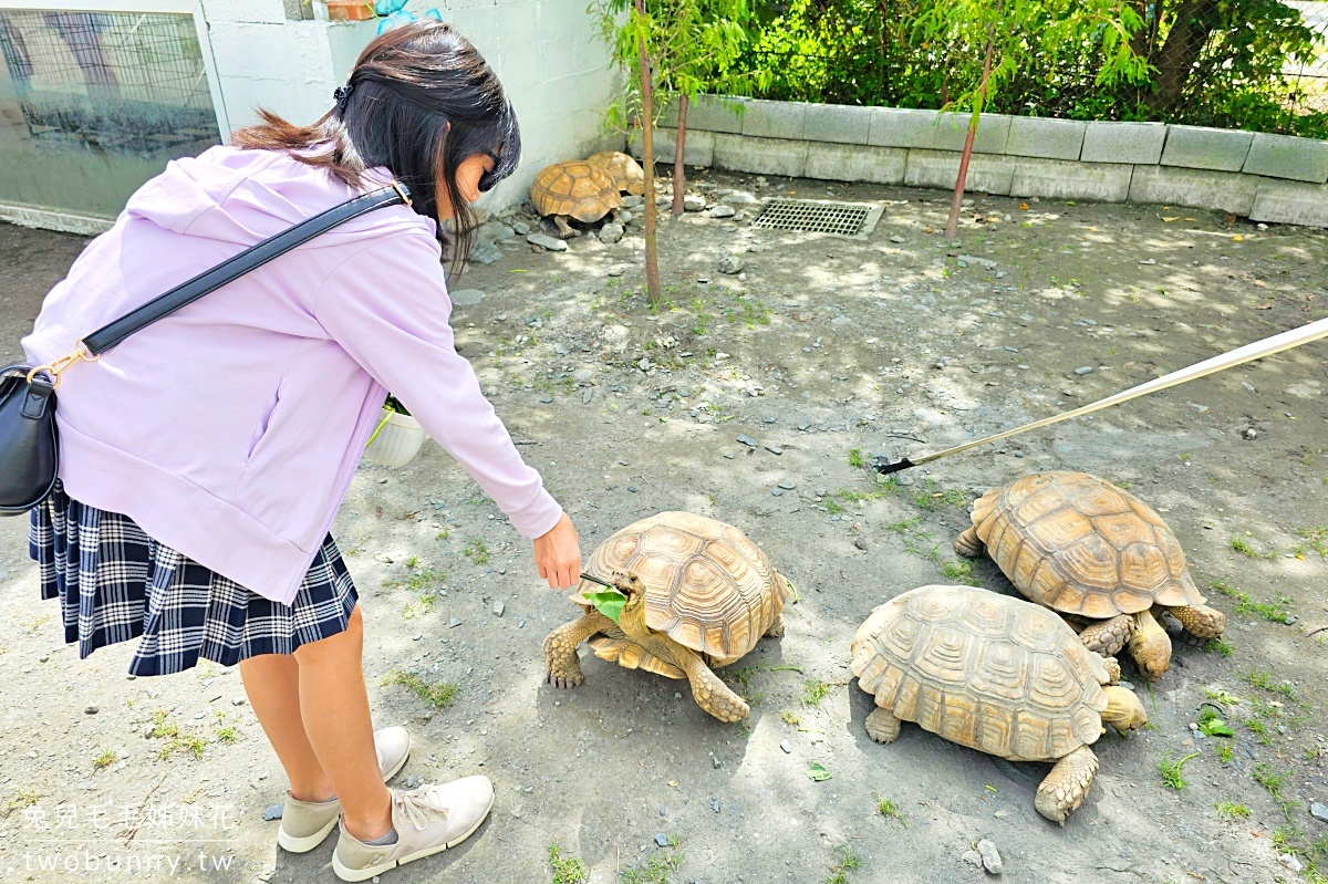 宜蘭冬山景點【慢吞吞農場】全新開幕動物農場!! 象龜、浣熊、柯爾鴨、垂耳兔都可以餵食 @兔兒毛毛姊妹花