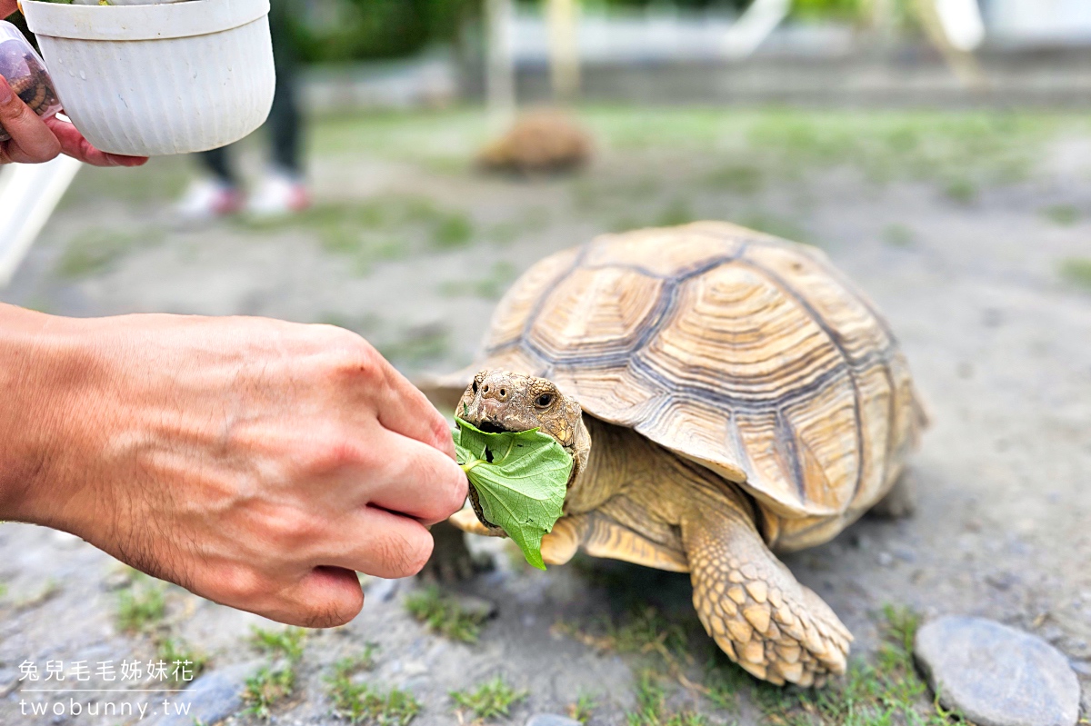 宜蘭冬山景點【慢吞吞農場】全新開幕動物農場!! 象龜、浣熊、柯爾鴨、垂耳兔都可以餵食 @兔兒毛毛姊妹花