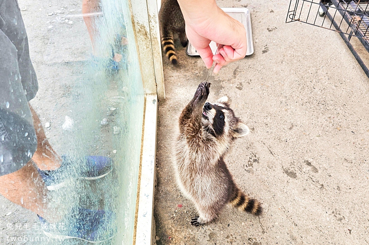 宜蘭冬山景點【慢吞吞農場】全新開幕動物農場!! 象龜、浣熊、柯爾鴨、垂耳兔都可以餵食 @兔兒毛毛姊妹花