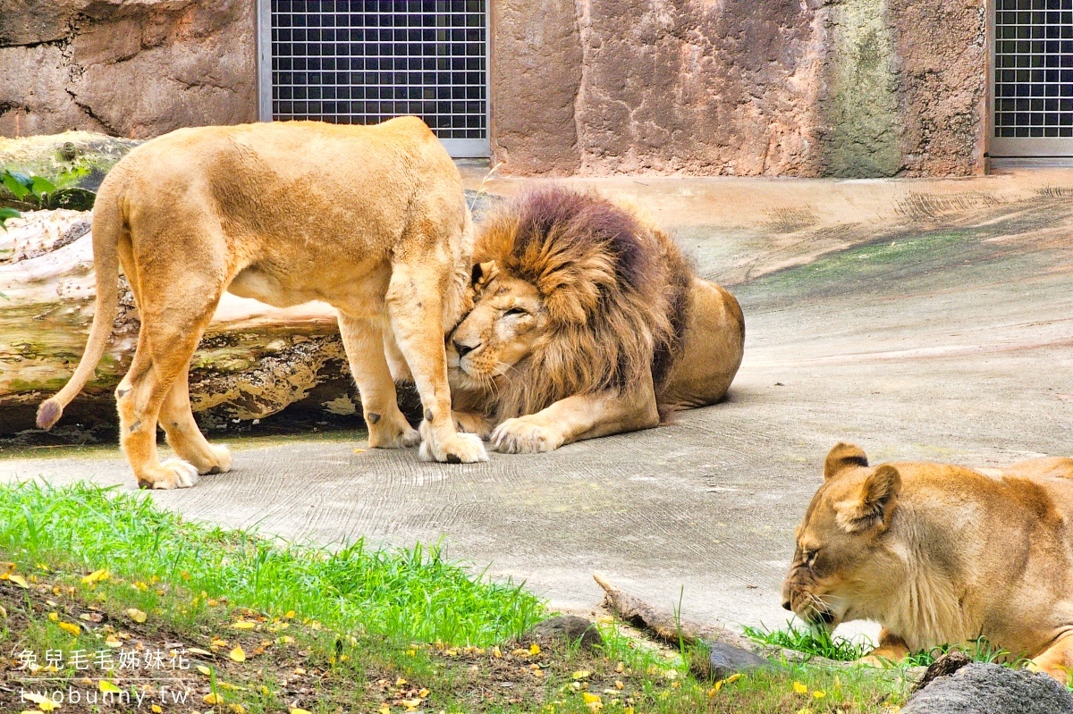 大阪景點【天王寺動物園】百年歷史大阪動物園，必看奇異鳥 北極熊｜大阪周遊卡免費景點 @兔兒毛毛姊妹花