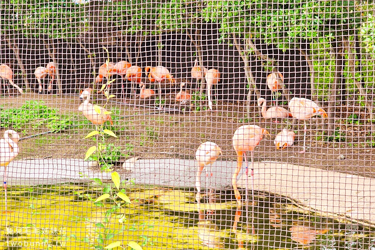 大阪景點【天王寺動物園】百年歷史大阪動物園，必看奇異鳥 北極熊｜大阪周遊卡免費景點 @兔兒毛毛姊妹花