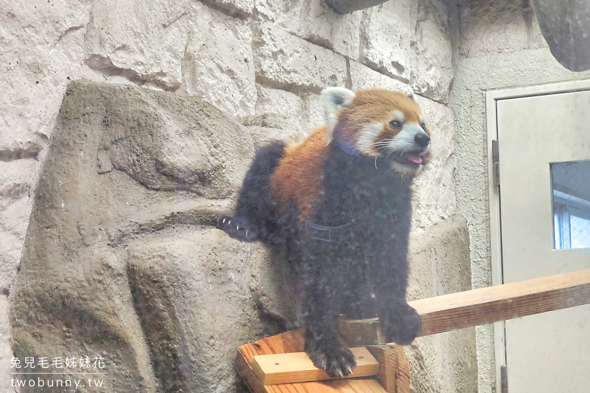 大阪景點【天王寺動物園】百年歷史大阪動物園，必看奇異鳥 北極熊｜大阪周遊卡免費景點 @兔兒毛毛姊妹花