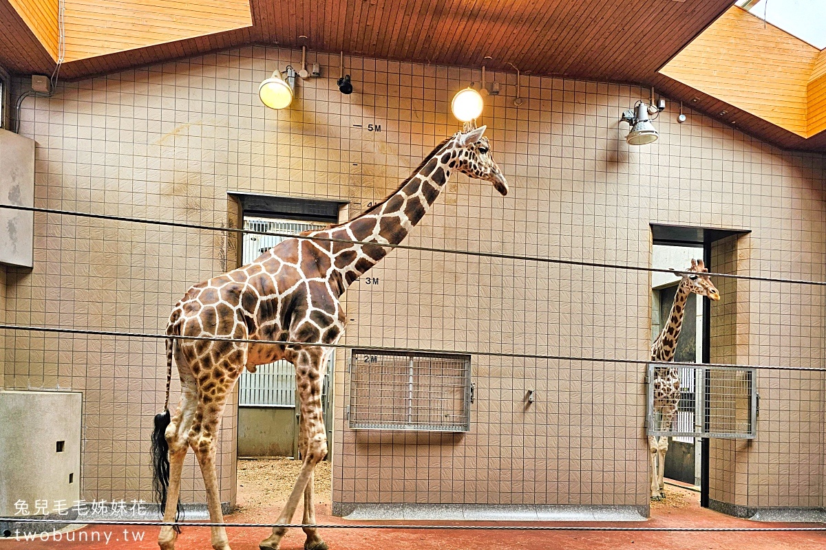 大阪景點【天王寺動物園】百年歷史大阪動物園，必看奇異鳥 北極熊｜大阪周遊卡免費景點 @兔兒毛毛姊妹花