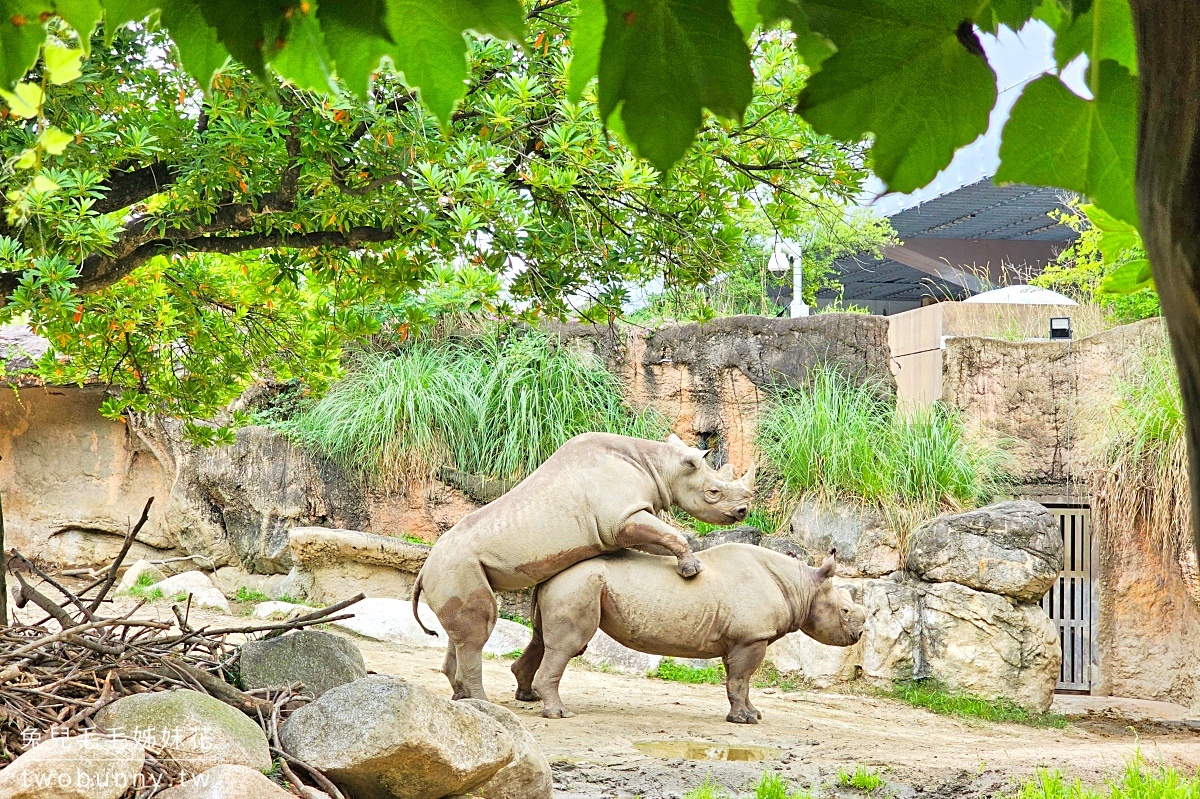 大阪景點【天王寺動物園】百年歷史大阪動物園，必看奇異鳥 北極熊｜大阪周遊卡免費景點 @兔兒毛毛姊妹花