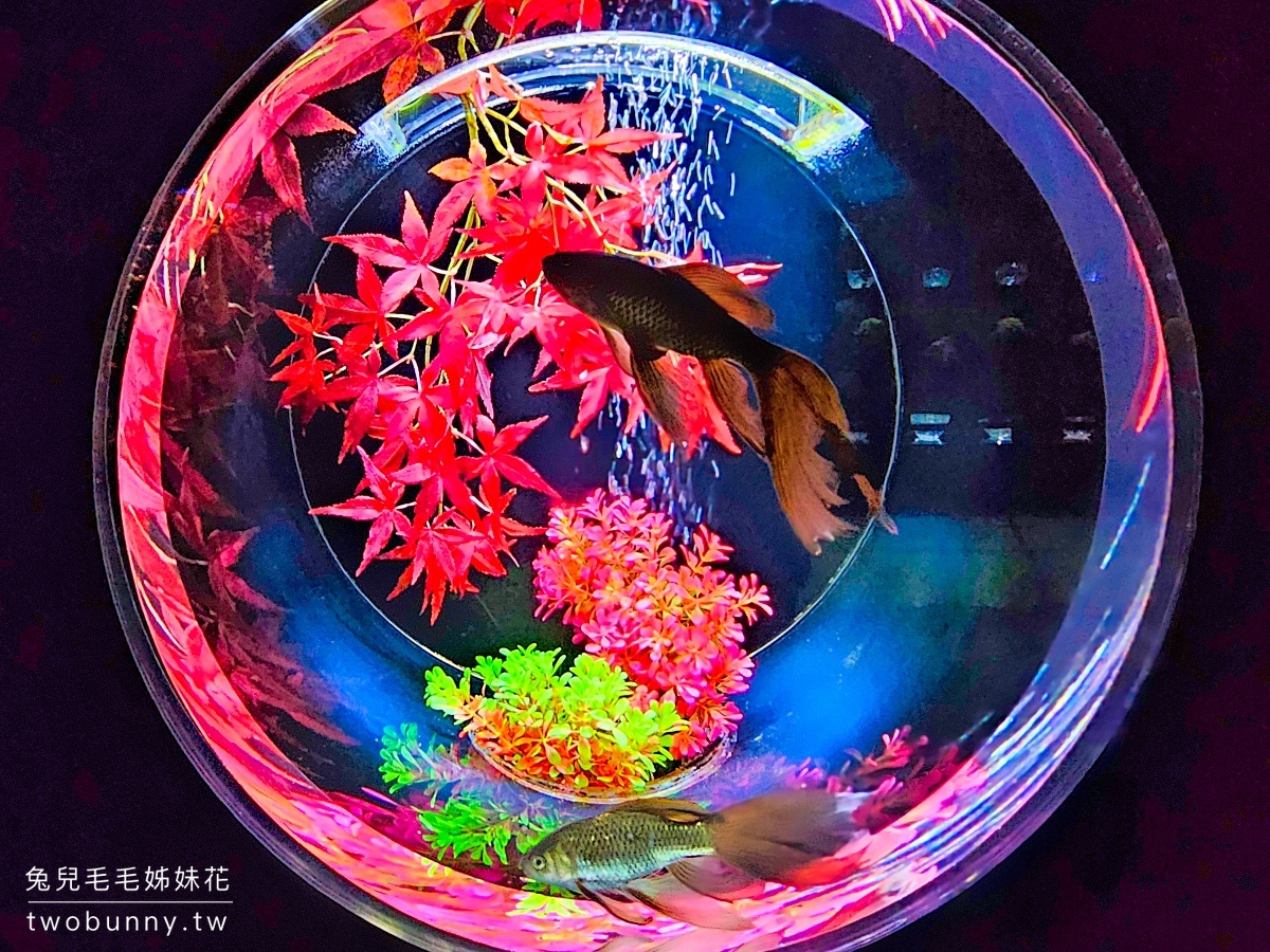 銀座藝術水族館 ART AQUARIUM MUSEUM｜東京最璀璨炫麗「銀座の金魚」神好拍 @兔兒毛毛姊妹花