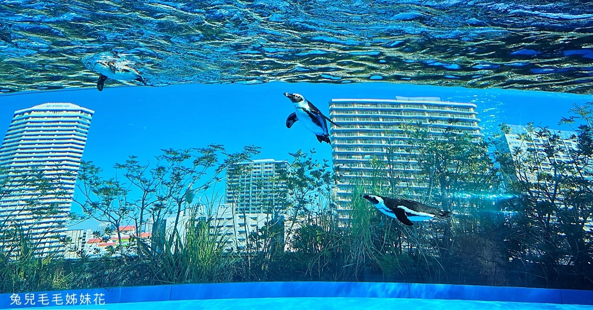 品川水族館しながわ水族館｜海豚秀、海獅秀，海底隧道有海龜從頭頂游過｜東京景點 @兔兒毛毛姊妹花