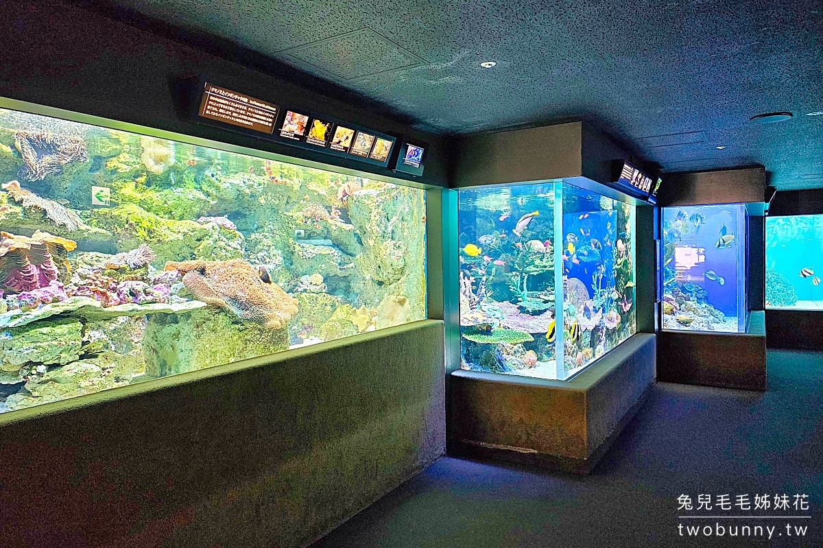 池袋陽光水族館 Sunshine Aquarium｜東京超酷天空水族館，城市漂浮企鵝太可愛!! @兔兒毛毛姊妹花