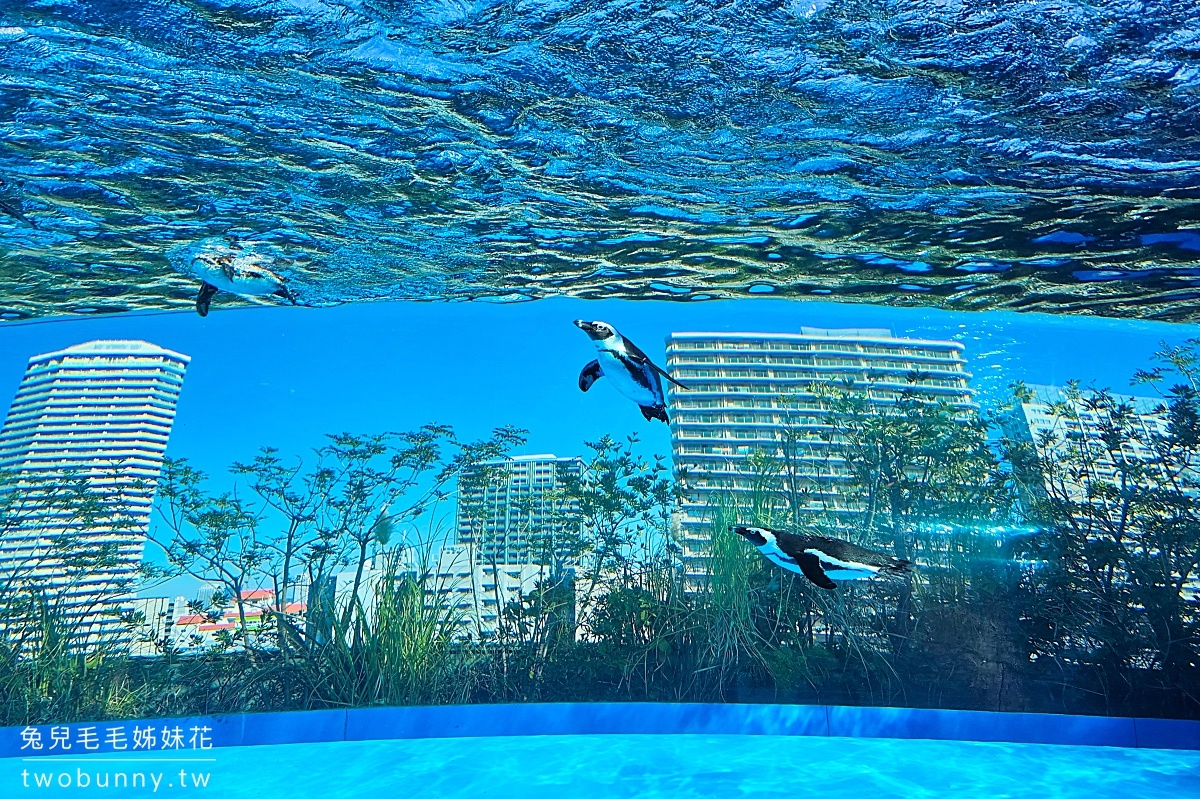 池袋陽光水族館 Sunshine Aquarium｜東京超酷天空水族館，城市漂浮企鵝太可愛!! @兔兒毛毛姊妹花