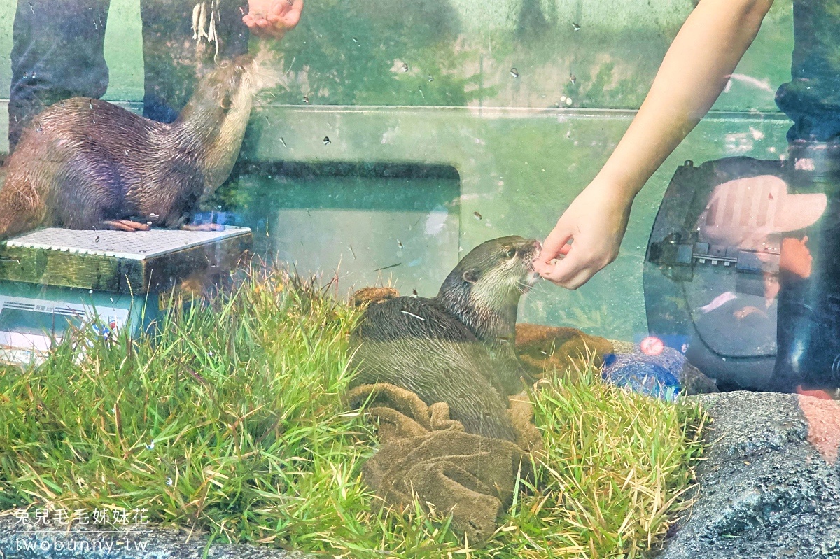 池袋陽光水族館 Sunshine Aquarium｜東京超酷天空水族館，城市漂浮企鵝太可愛!! @兔兒毛毛姊妹花