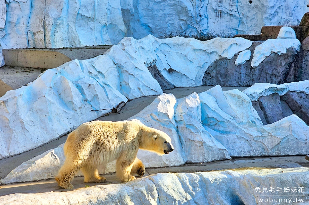 上野恩賜公園｜賞櫻、踩船、看動物、逛博物館，還有特色星巴克可以待的東京景點 @兔兒毛毛姊妹花