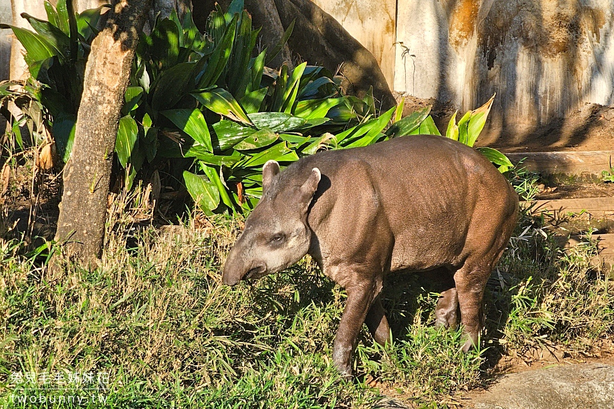 東京景點》上野動物園｜日本最古老動物園藏在上野恩賜公園，必看北極熊、鯨頭鸛 @兔兒毛毛姊妹花