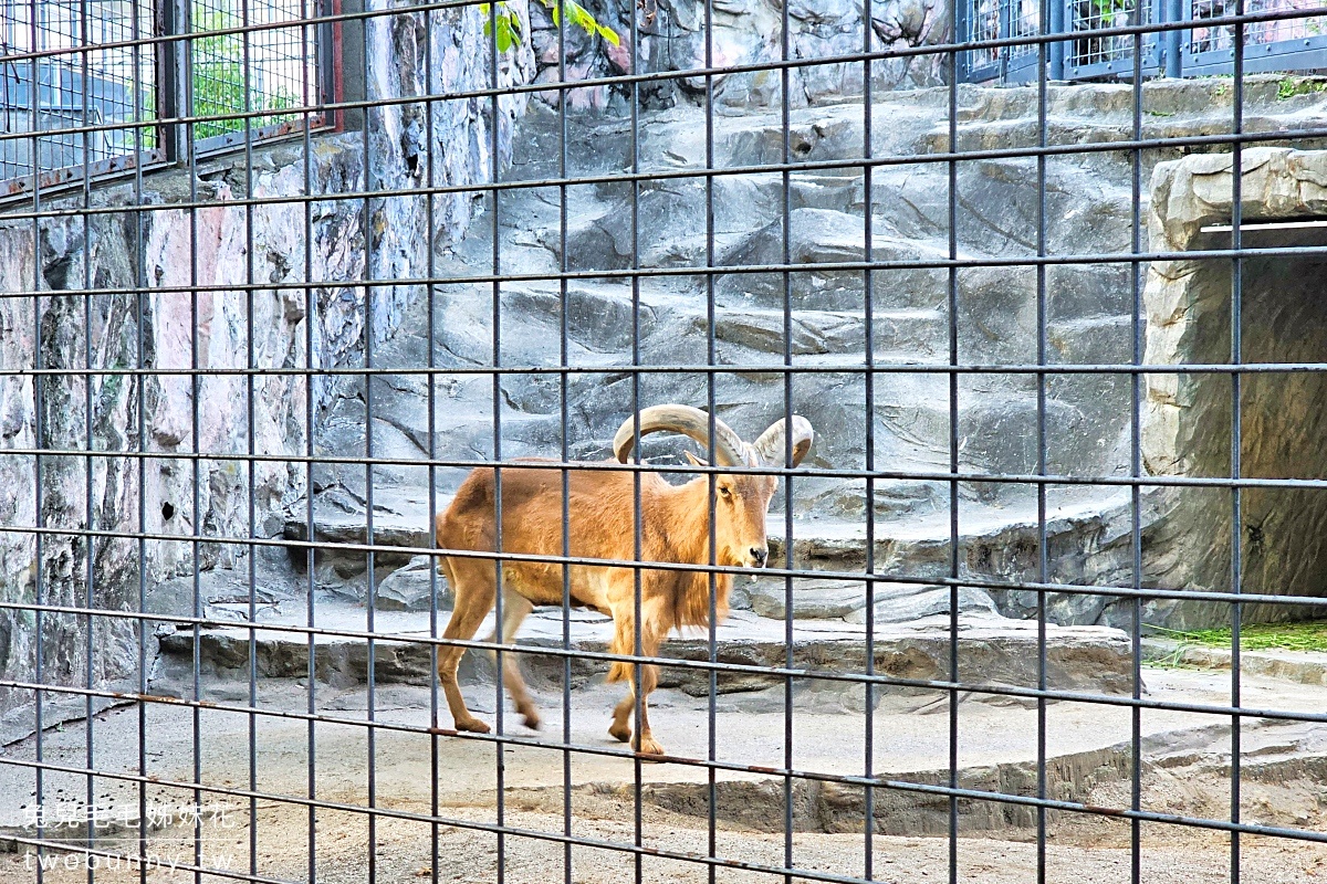 東京景點》上野動物園｜日本最古老動物園藏在上野恩賜公園，必看北極熊、鯨頭鸛 @兔兒毛毛姊妹花