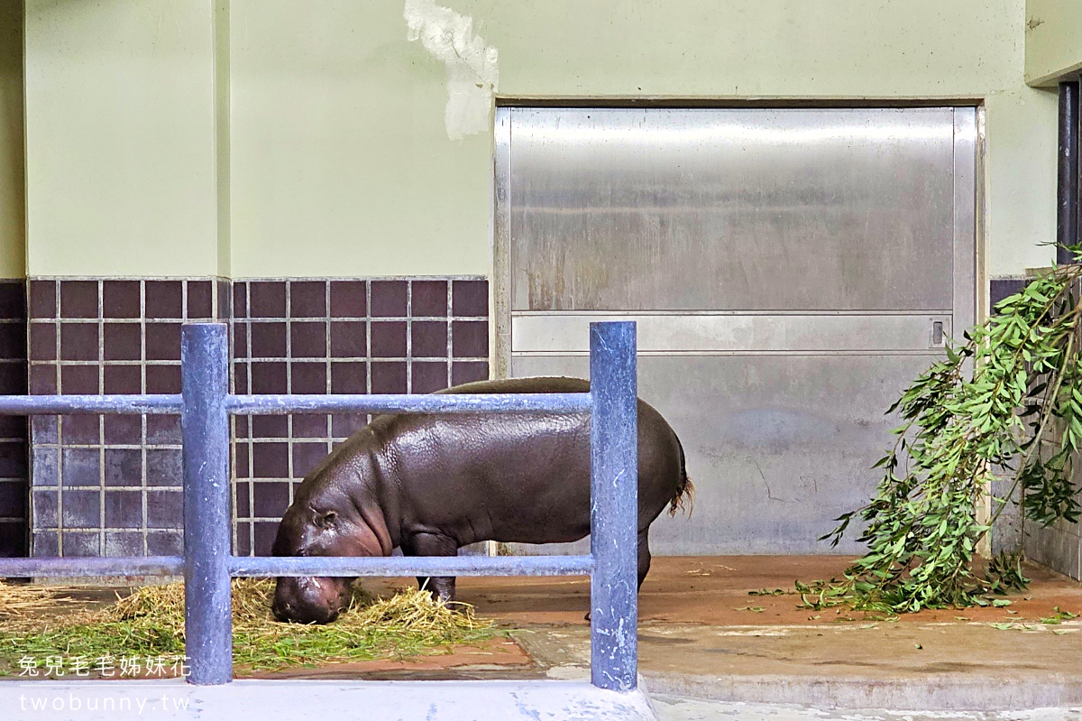 東京景點》上野動物園｜日本最古老動物園藏在上野恩賜公園，必看北極熊、鯨頭鸛 @兔兒毛毛姊妹花