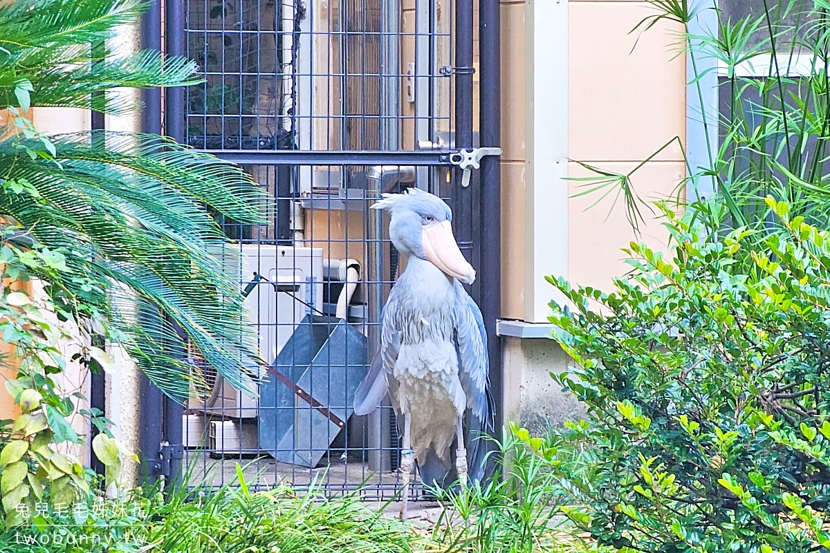 東京景點》上野動物園｜日本最古老動物園藏在上野恩賜公園，必看北極熊、鯨頭鸛 @兔兒毛毛姊妹花