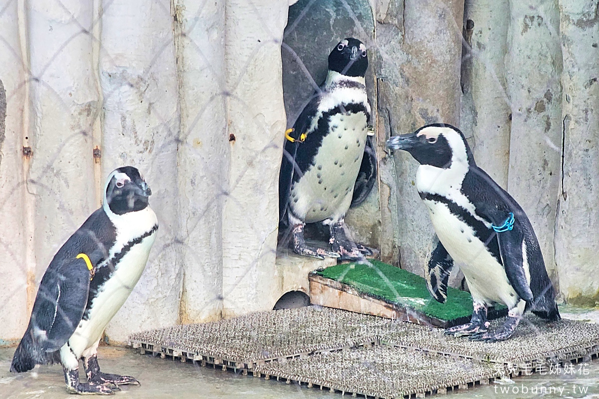 東京景點》上野動物園｜日本最古老動物園藏在上野恩賜公園，必看北極熊、鯨頭鸛 @兔兒毛毛姊妹花