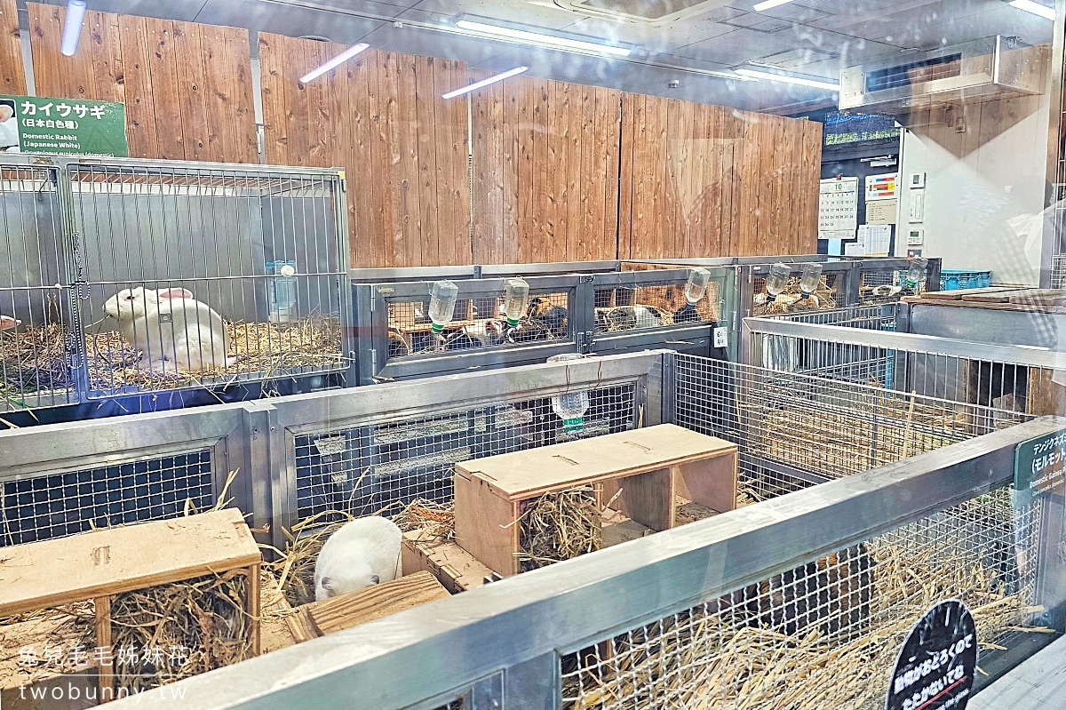 東京景點》上野動物園｜日本最古老動物園藏在上野恩賜公園，必看北極熊、鯨頭鸛 @兔兒毛毛姊妹花