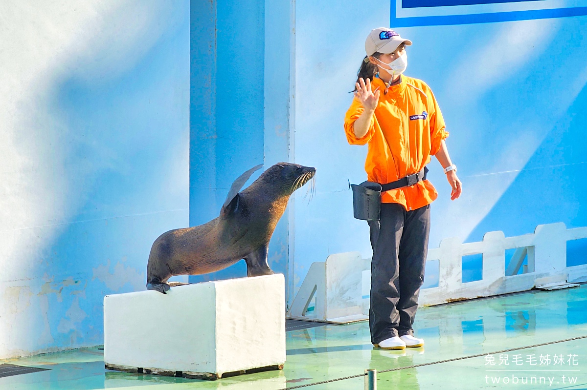 東京水族館｜五間東京必訪水族館門票、交通、特色大評比 &#038; 玩樂攻略 @兔兒毛毛姊妹花