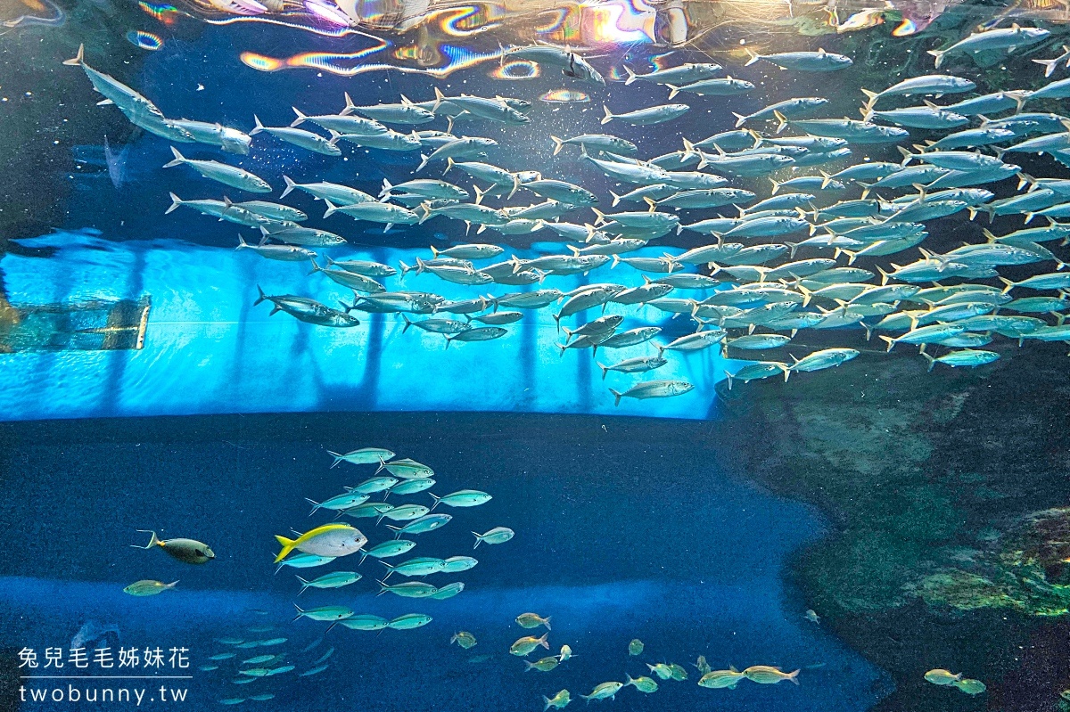 Maxell Aqua Park 品川｜東京品川水族館～暢遊海底隧道、欣賞最華麗的聲光海豚秀 @兔兒毛毛姊妹花