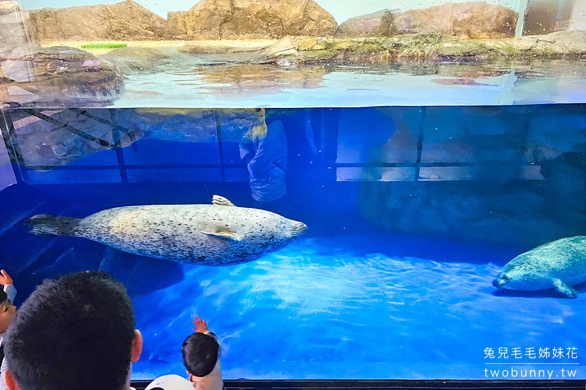 Maxell Aqua Park 品川｜東京品川水族館～暢遊海底隧道、欣賞最華麗的聲光海豚秀 @兔兒毛毛姊妹花