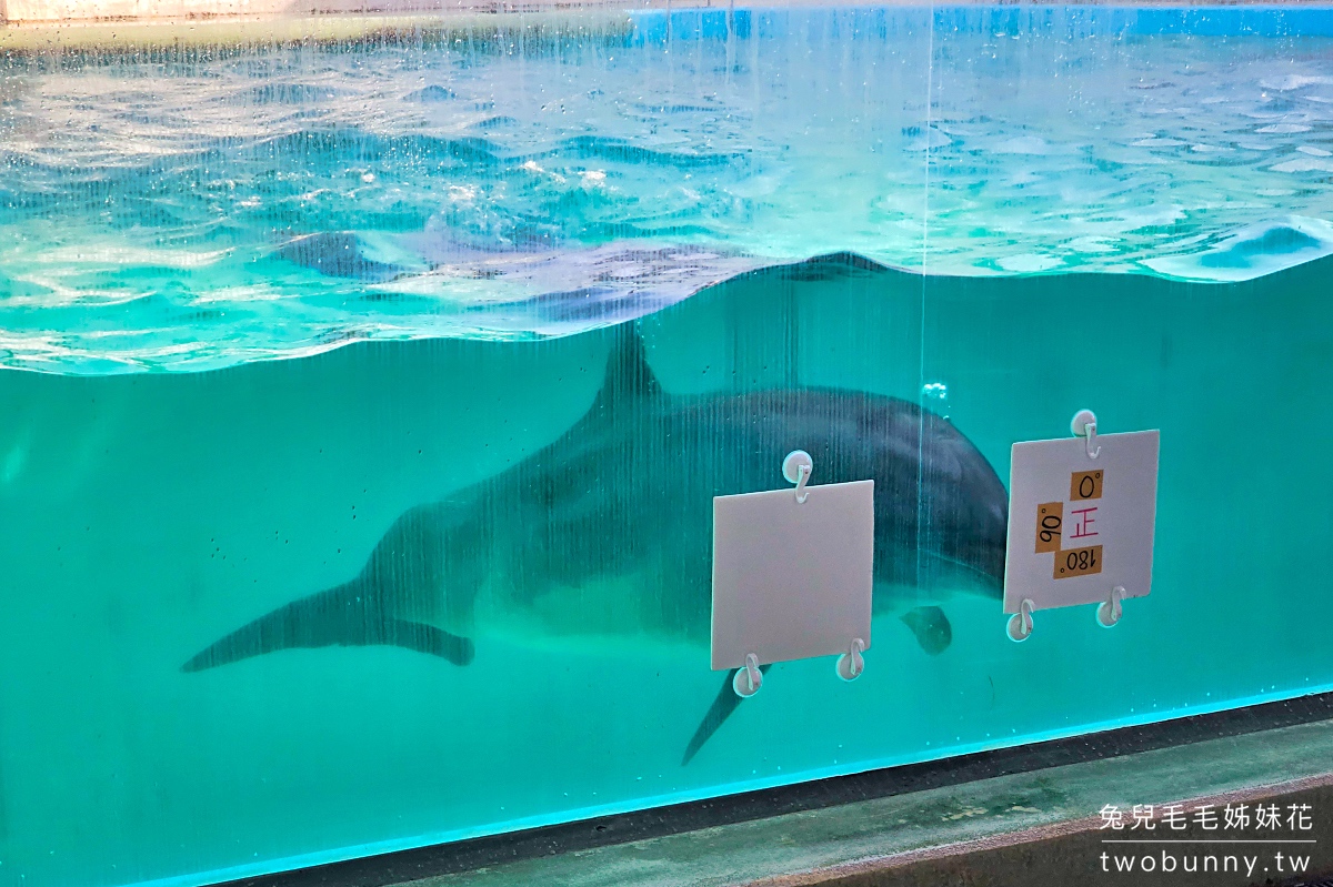 品川水族館しながわ水族館｜海豚秀、海獅秀，海底隧道有海龜從頭頂游過｜東京景點 @兔兒毛毛姊妹花