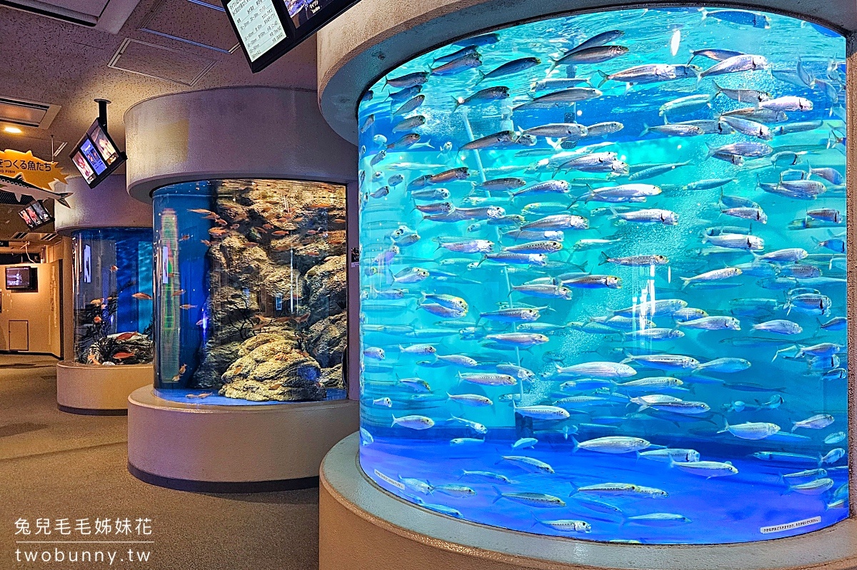 品川水族館しながわ水族館｜海豚秀、海獅秀，海底隧道有海龜從頭頂游過｜東京景點 @兔兒毛毛姊妹花