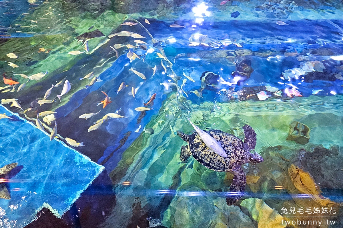 品川水族館しながわ水族館｜海豚秀、海獅秀，海底隧道有海龜從頭頂游過｜東京景點 @兔兒毛毛姊妹花