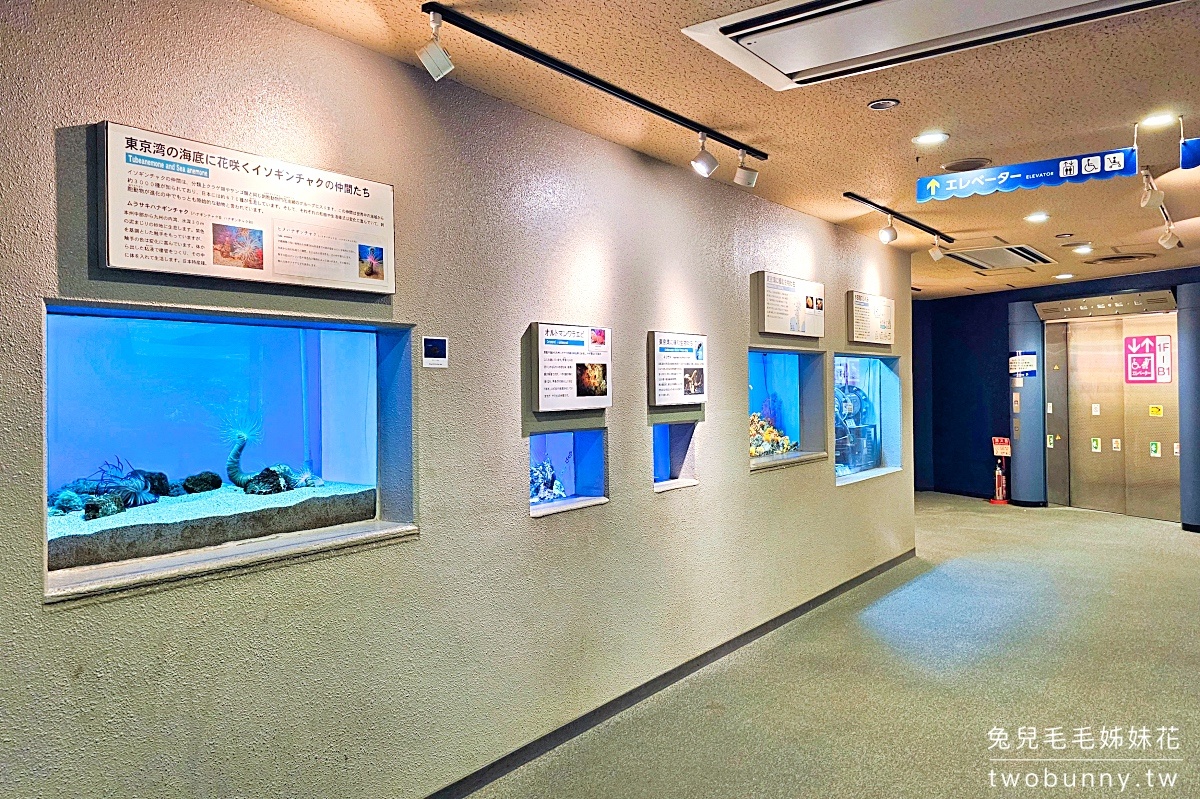 品川水族館しながわ水族館｜海豚秀、海獅秀，海底隧道有海龜從頭頂游過｜東京景點 @兔兒毛毛姊妹花