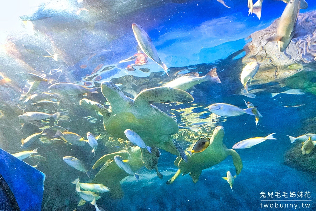 品川水族館しながわ水族館｜海豚秀、海獅秀，海底隧道有海龜從頭頂游過｜東京景點 @兔兒毛毛姊妹花