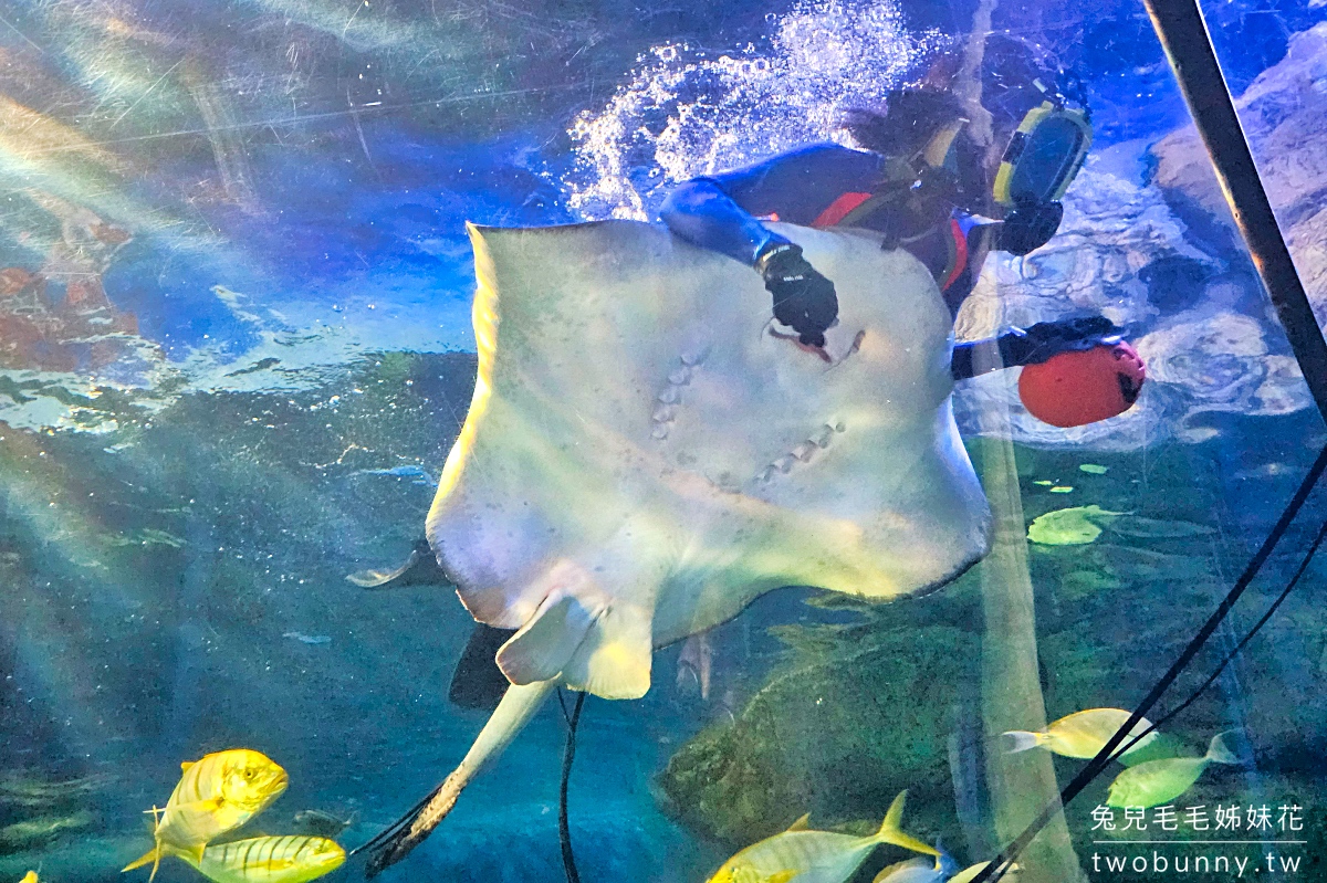 品川水族館しながわ水族館｜海豚秀、海獅秀，海底隧道有海龜從頭頂游過｜東京景點 @兔兒毛毛姊妹花