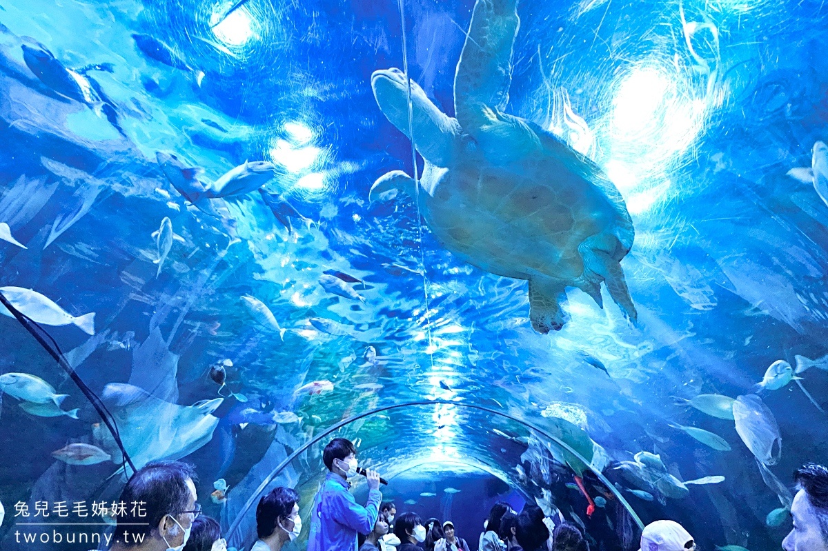 品川水族館しながわ水族館｜海豚秀、海獅秀，海底隧道有海龜從頭頂游過｜東京景點 @兔兒毛毛姊妹花