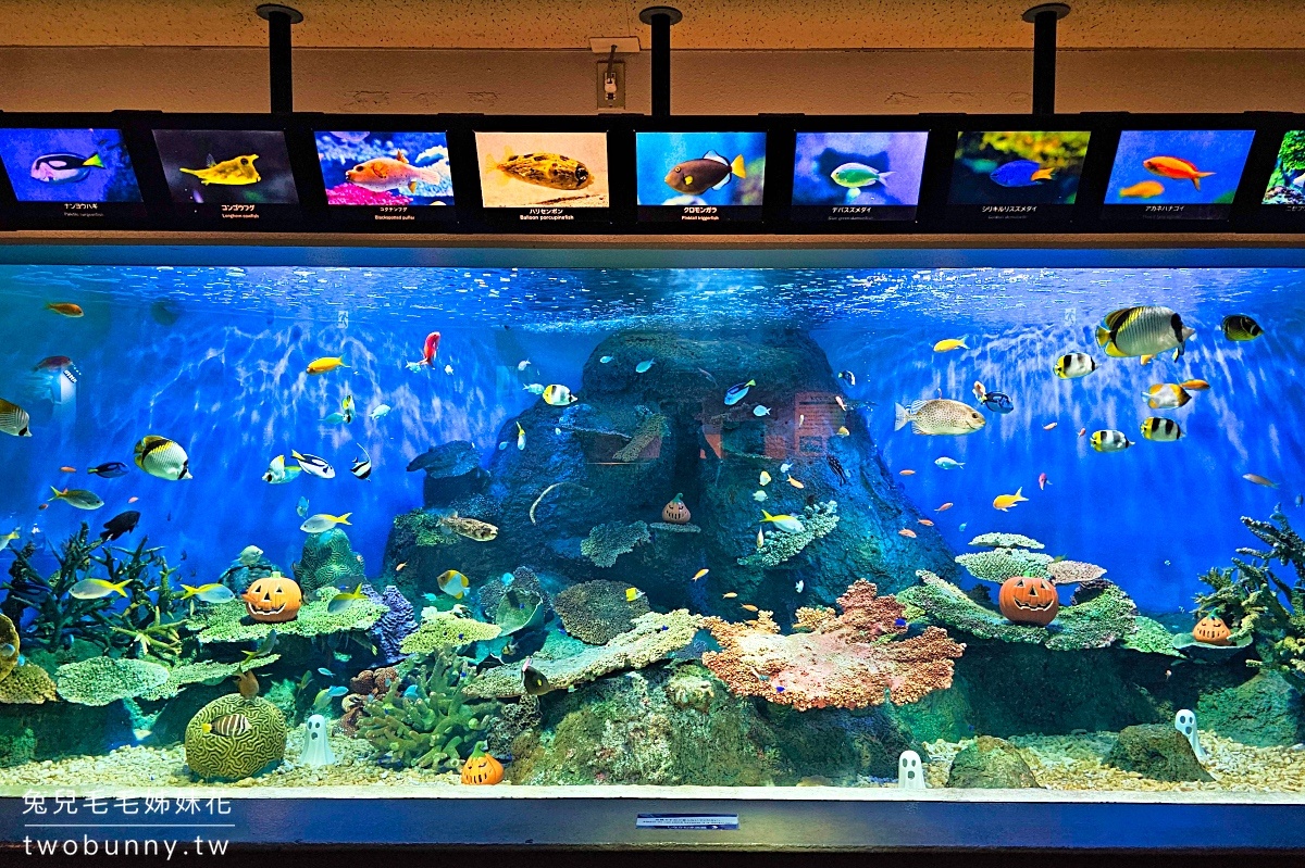 品川水族館しながわ水族館｜海豚秀、海獅秀，海底隧道有海龜從頭頂游過｜東京景點 @兔兒毛毛姊妹花