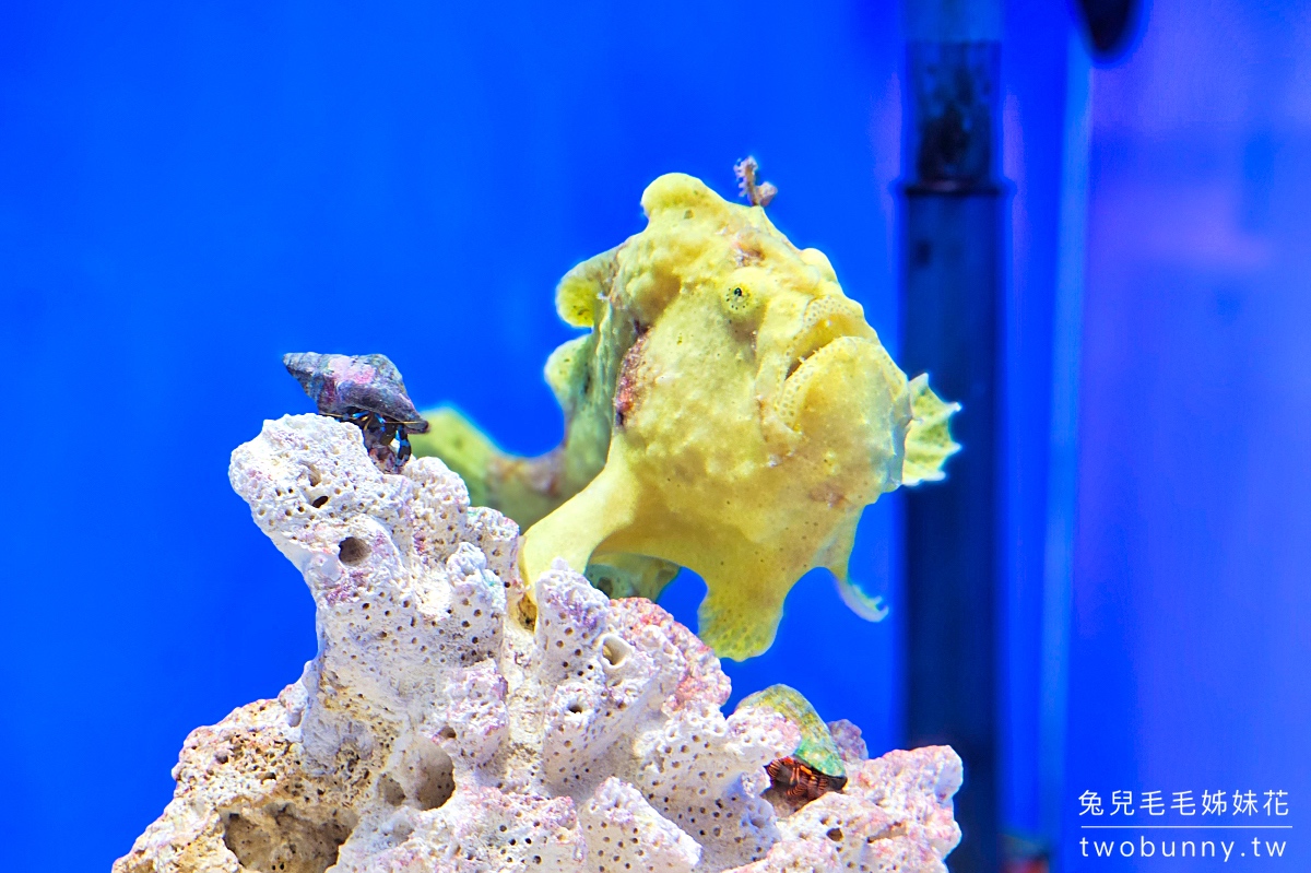 品川水族館しながわ水族館｜海豚秀、海獅秀，海底隧道有海龜從頭頂游過｜東京景點 @兔兒毛毛姊妹花