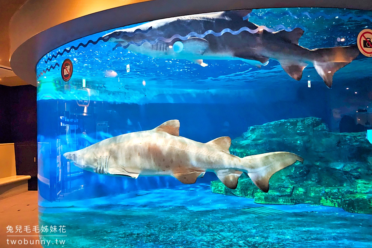 品川水族館しながわ水族館｜海豚秀、海獅秀，海底隧道有海龜從頭頂游過｜東京景點 @兔兒毛毛姊妹花