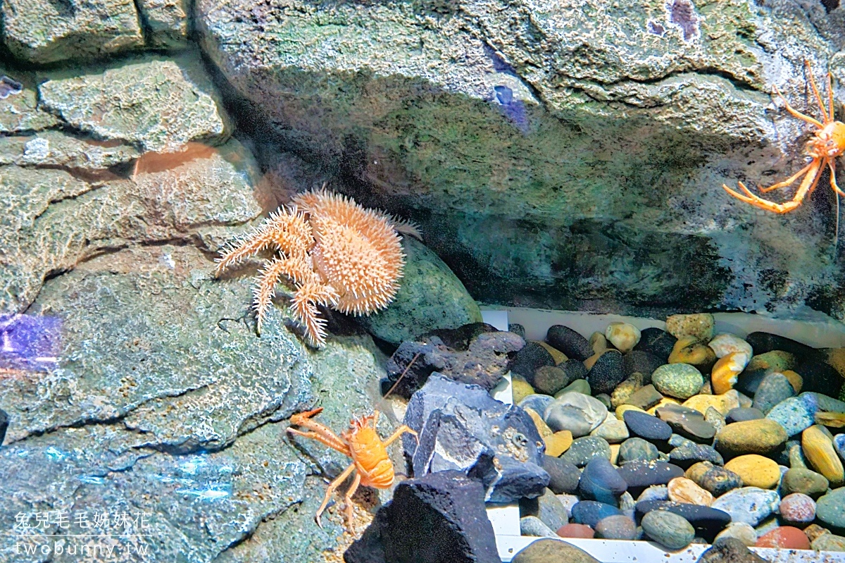 品川水族館しながわ水族館｜海豚秀、海獅秀，海底隧道有海龜從頭頂游過｜東京景點 @兔兒毛毛姊妹花