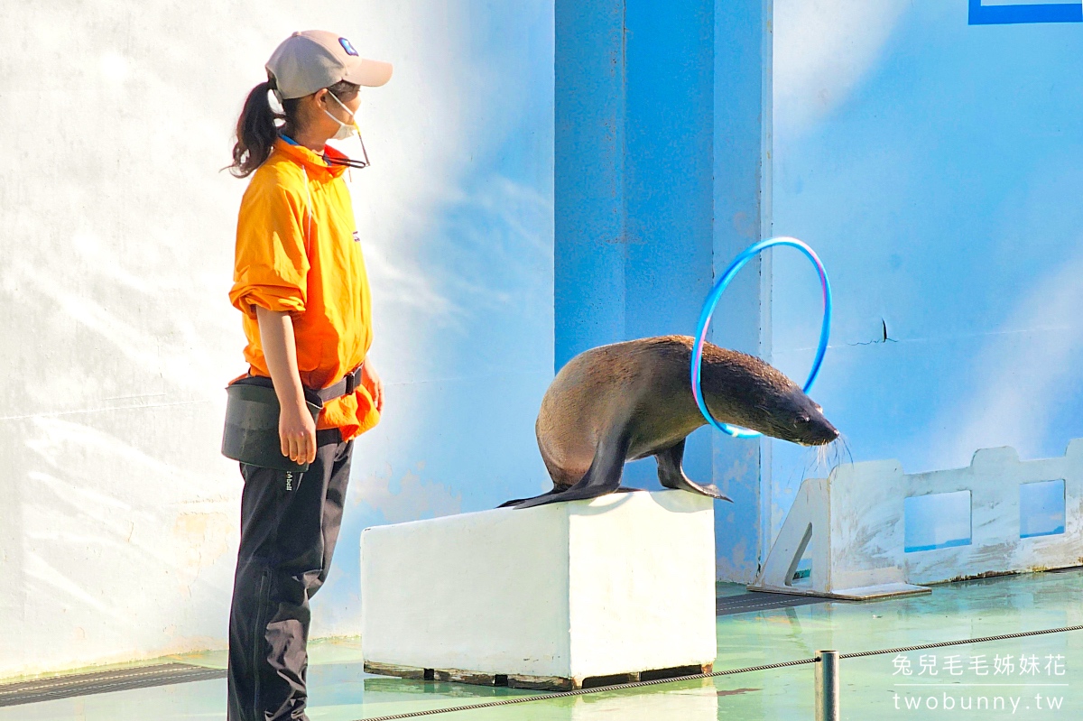 品川水族館しながわ水族館｜海豚秀、海獅秀，海底隧道有海龜從頭頂游過｜東京景點 @兔兒毛毛姊妹花