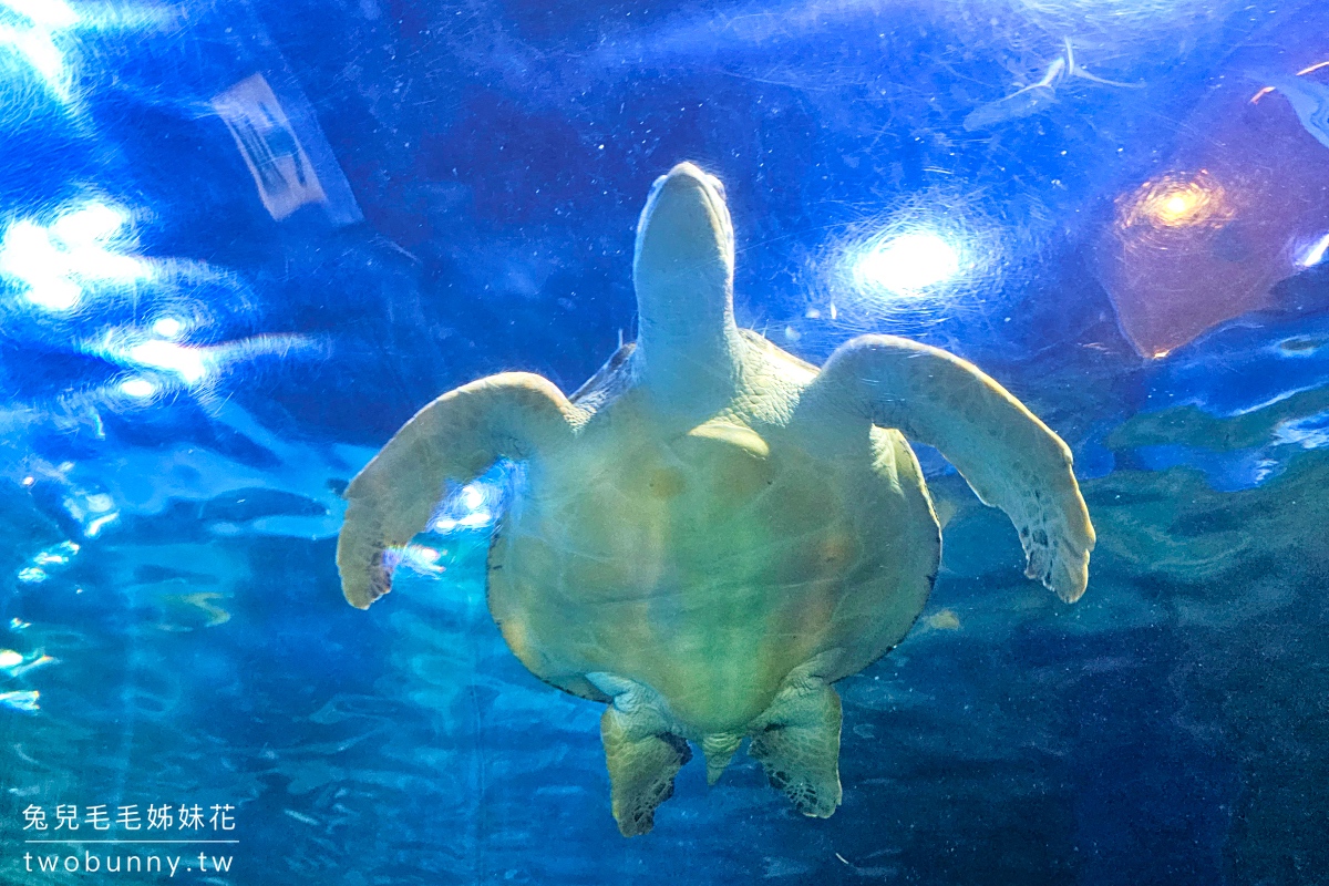 品川水族館しながわ水族館｜海豚秀、海獅秀，海底隧道有海龜從頭頂游過｜東京景點 @兔兒毛毛姊妹花