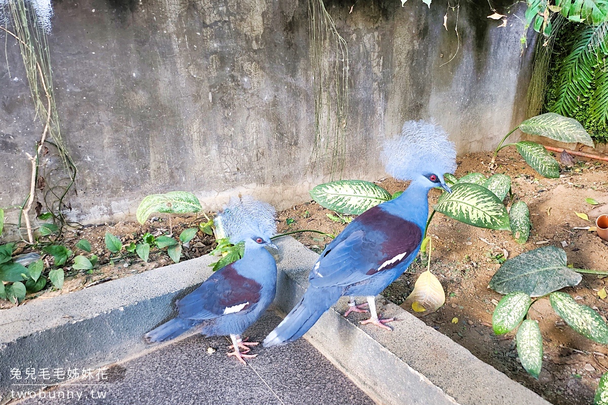 宿霧景點【宿霧海洋公園 Cebu Ocean Park】不只有夢幻海底隧道，還有鳥兒互動體驗 @兔兒毛毛姊妹花