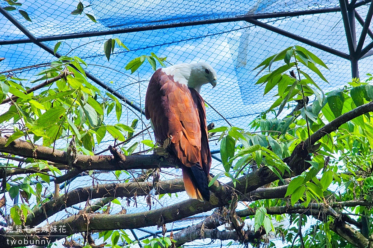 宿霧景點【宿霧野生動物園】Cebu Safari and Adventure Park～菲律賓最大最好玩動物園 @兔兒毛毛姊妹花