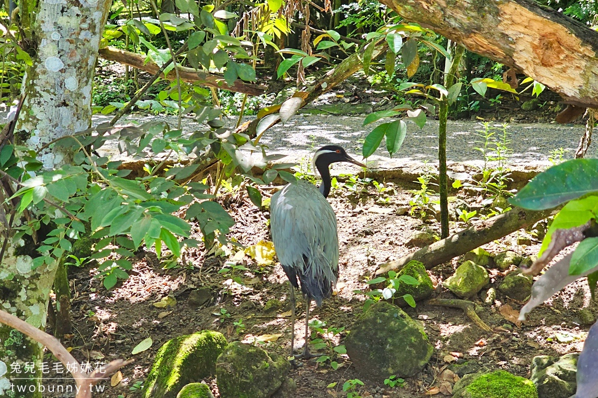 宿霧景點【宿霧野生動物園】Cebu Safari and Adventure Park～菲律賓最大最好玩動物園 @兔兒毛毛姊妹花