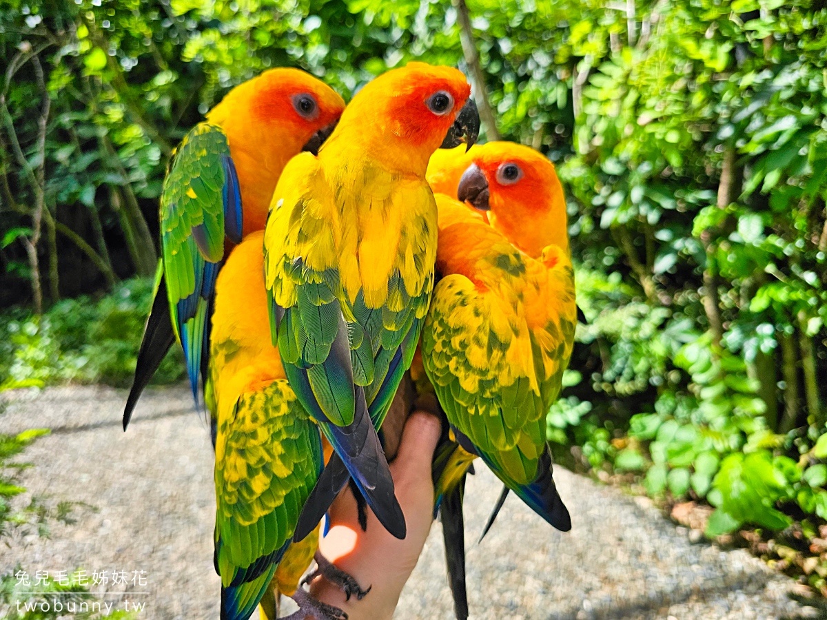 宿霧景點【宿霧野生動物園】Cebu Safari and Adventure Park～菲律賓最大最好玩動物園 @兔兒毛毛姊妹花