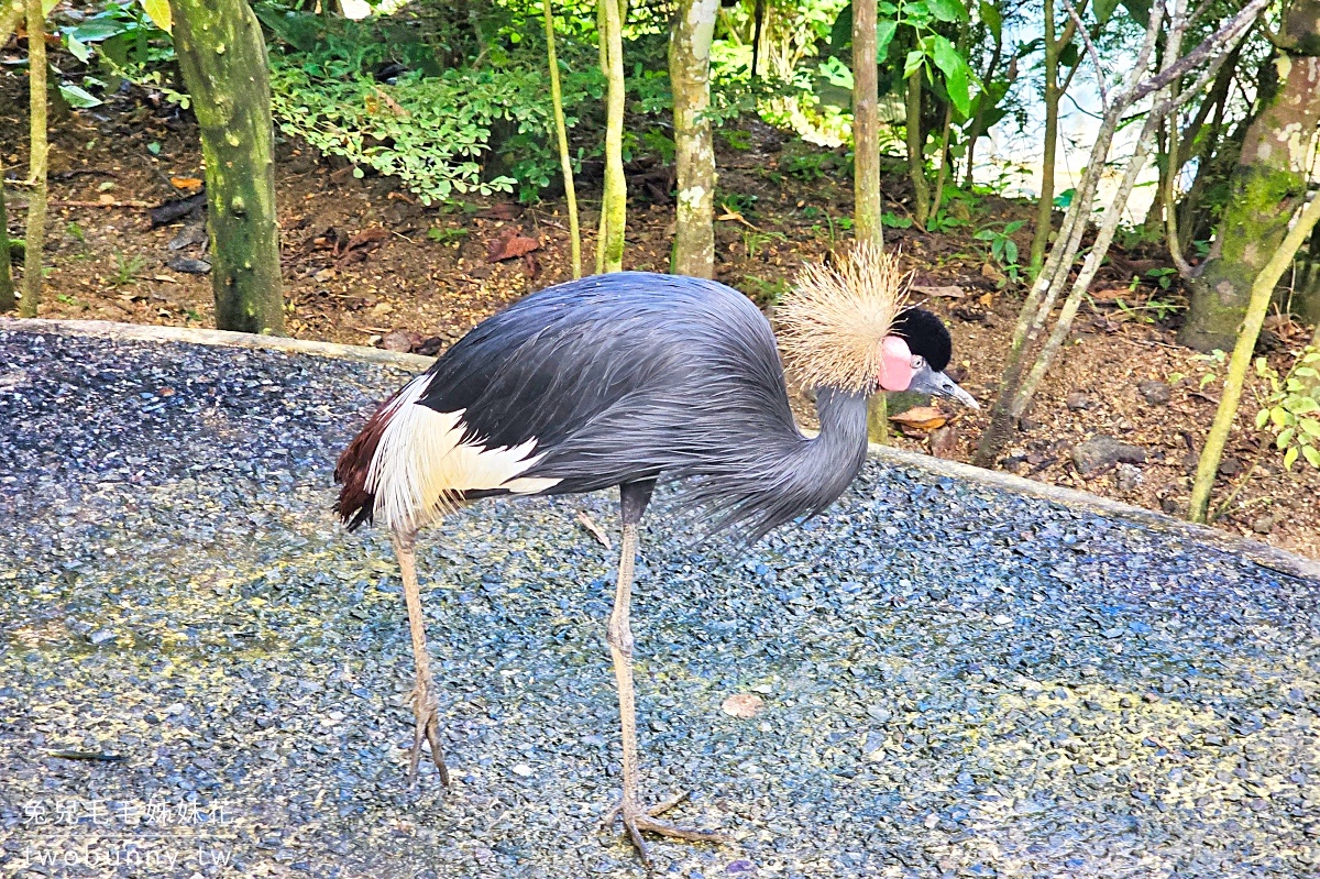 宿霧景點【宿霧野生動物園】Cebu Safari and Adventure Park～菲律賓最大最好玩動物園 @兔兒毛毛姊妹花