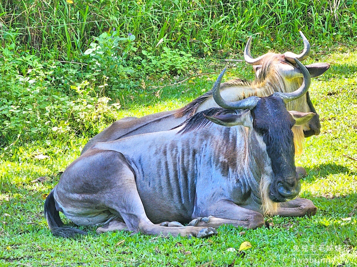 宿霧景點【宿霧野生動物園】Cebu Safari and Adventure Park～菲律賓最大最好玩動物園 @兔兒毛毛姊妹花