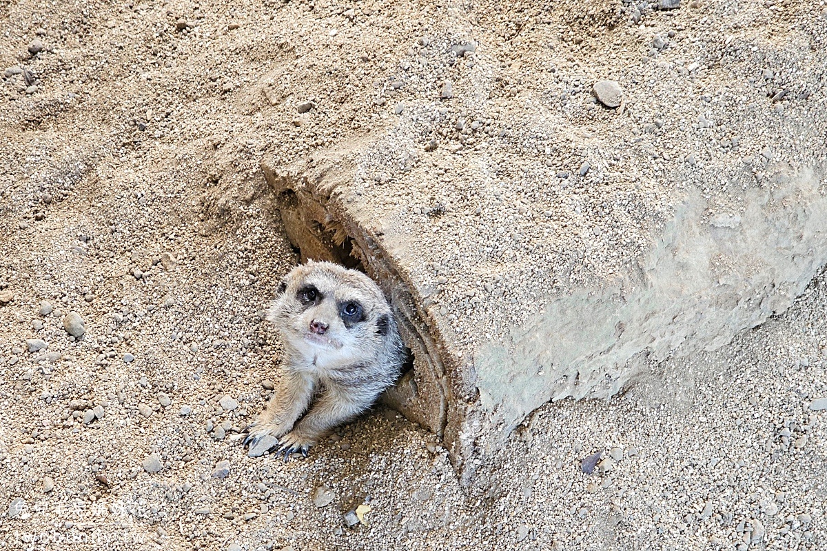 宿霧景點【宿霧野生動物園】Cebu Safari and Adventure Park～菲律賓最大最好玩動物園 @兔兒毛毛姊妹花