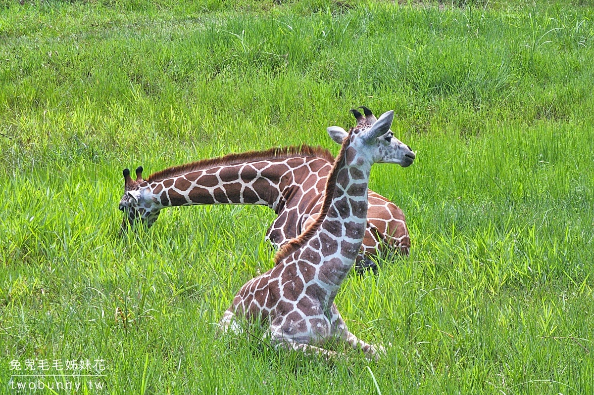 宿霧景點【宿霧野生動物園】Cebu Safari and Adventure Park～菲律賓最大最好玩動物園 @兔兒毛毛姊妹花