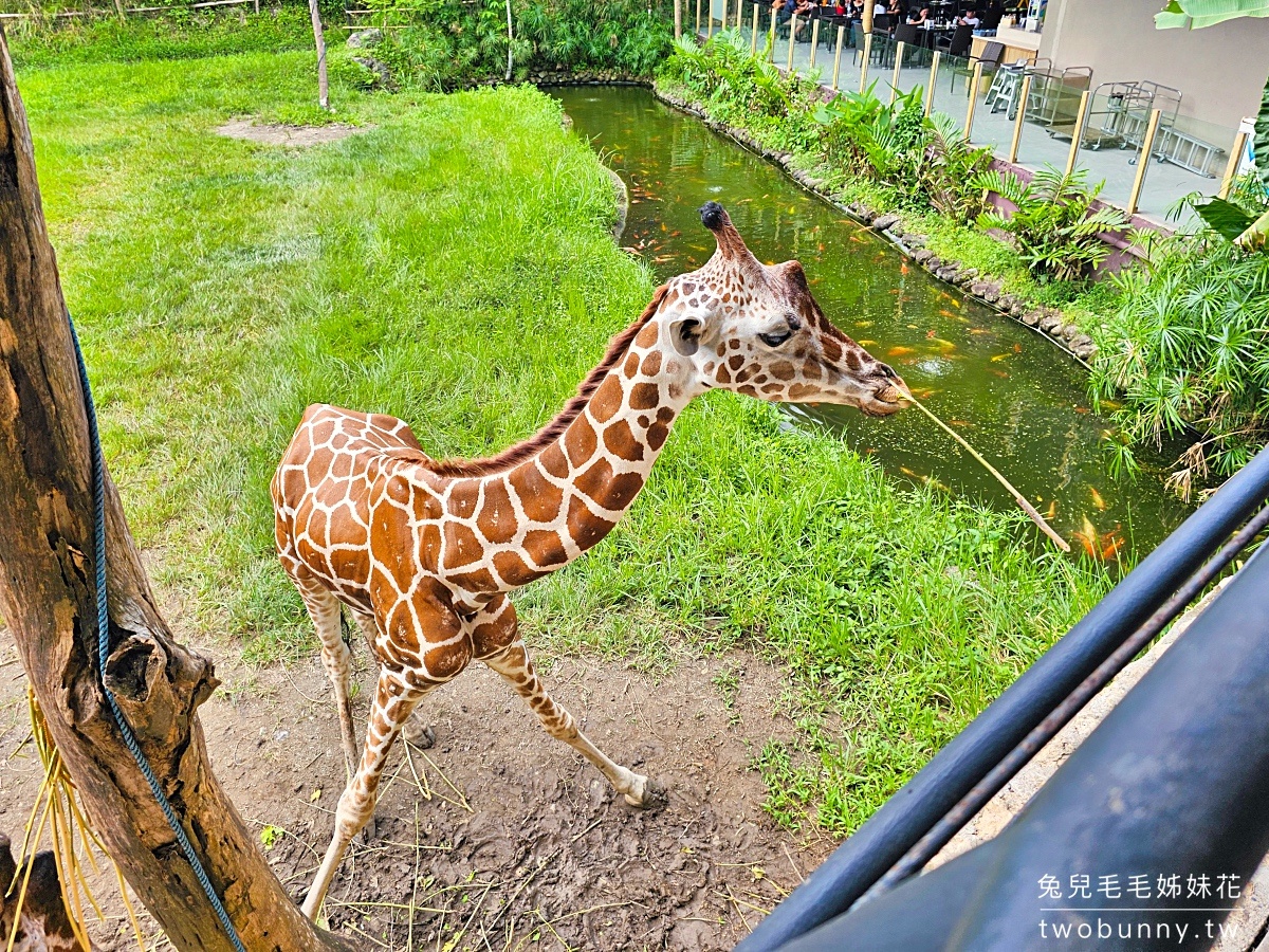 宿霧景點【宿霧野生動物園】Cebu Safari and Adventure Park～菲律賓最大最好玩動物園 @兔兒毛毛姊妹花